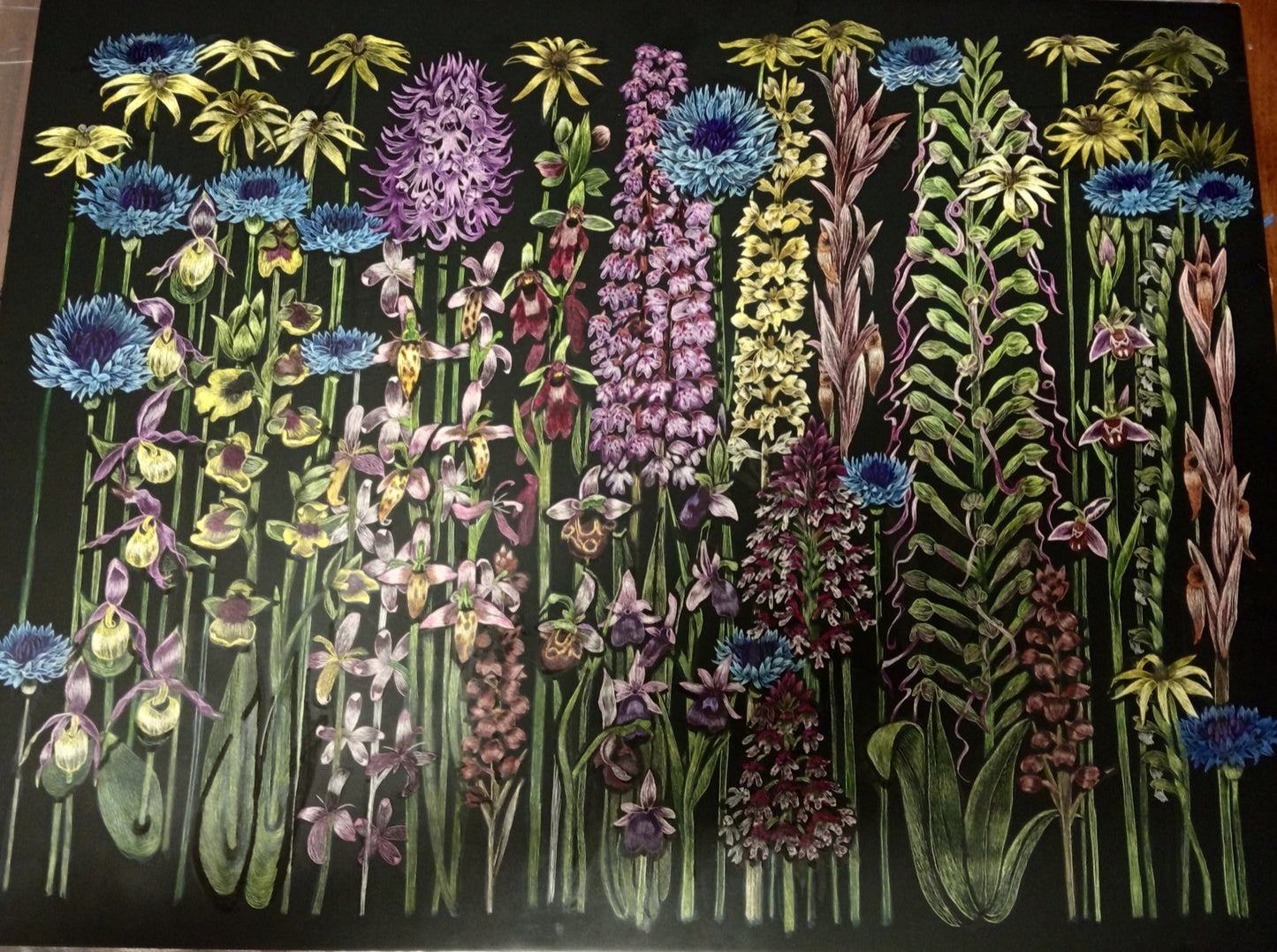 Wildflowers and Orchids of Loire Valley