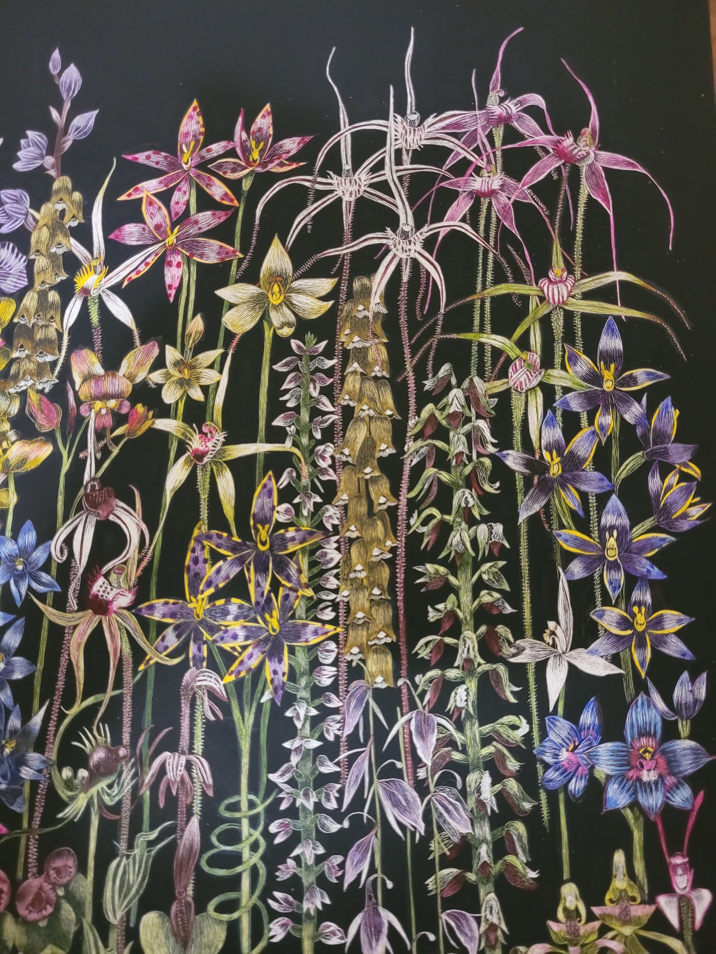 A1 Large Giclee Canvas Print 'Orchids of Western Australia' no 1.