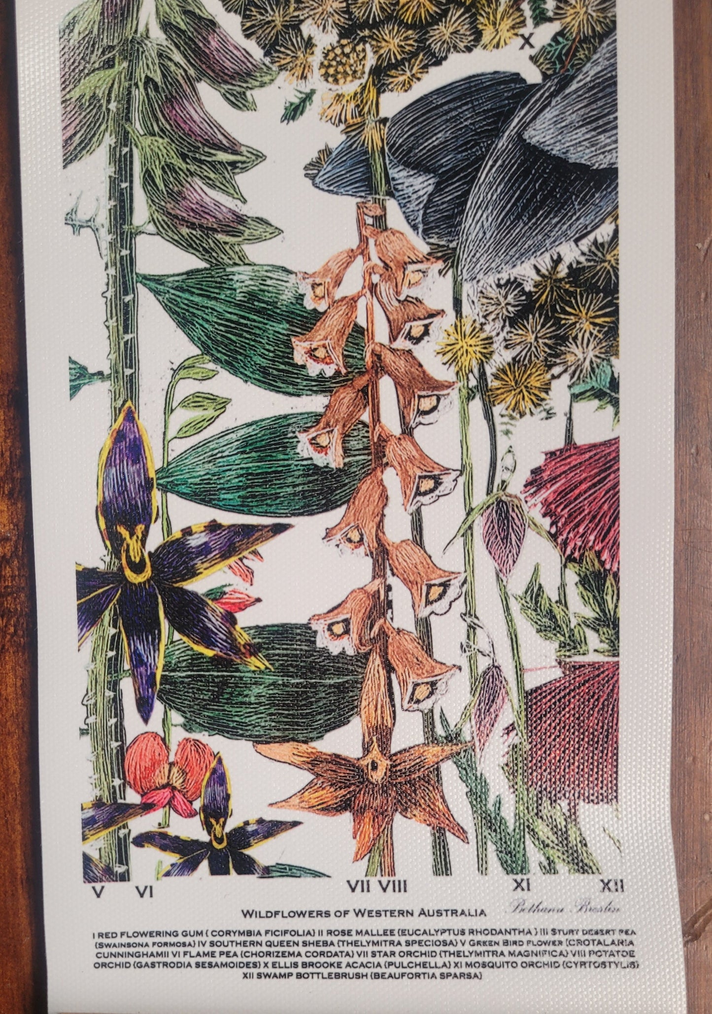 Wildflowers of Western Australian Botanical Series Canvas I (small)