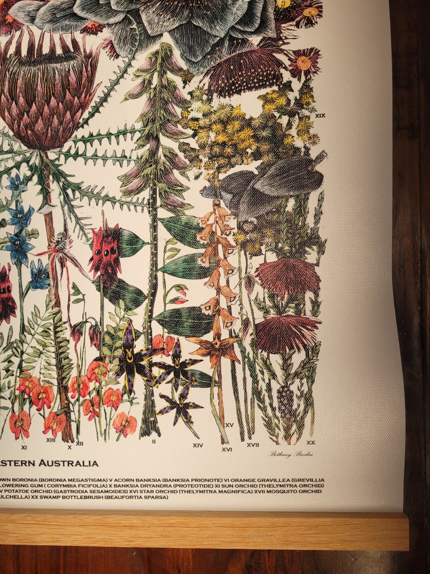 Wildflowers of Western Australia Botanical series canvas I (large)