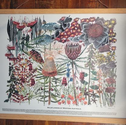 Wildflowers of Western Australia Botanical series canvas I (large)