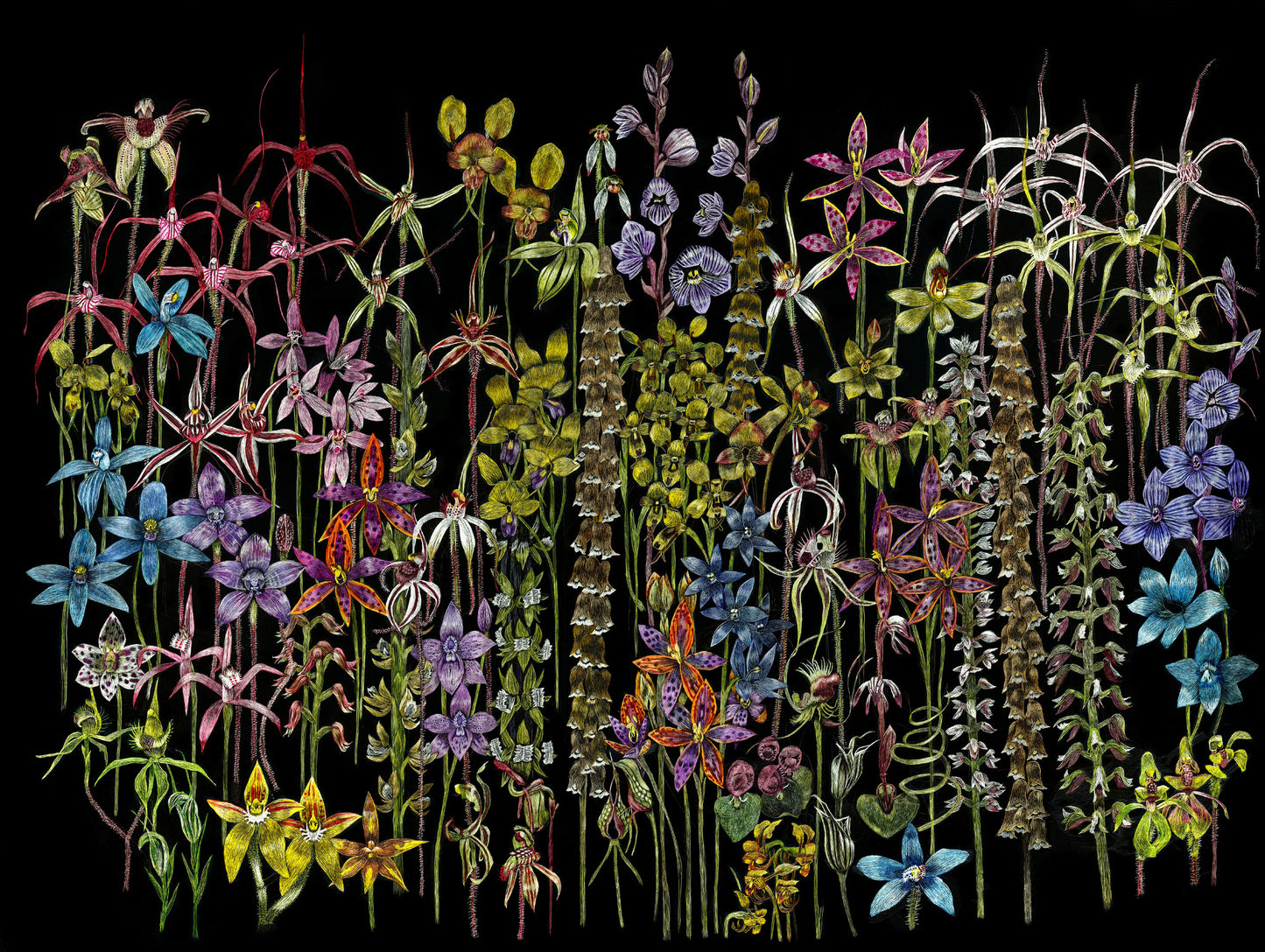 A2 Giclee Print 'Orchids of Western Australia Botanical Plate No 1.'