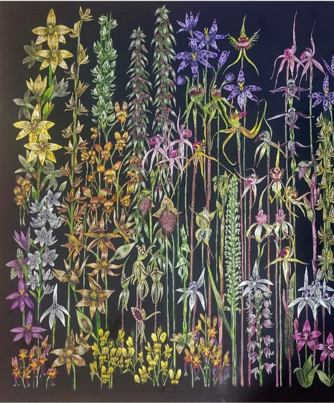 A2 Paper Giclee Print 'Orchids of Western Australia Botanical Plate no 2'