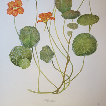 Nasturtium Flower Botanical Watercolour Study