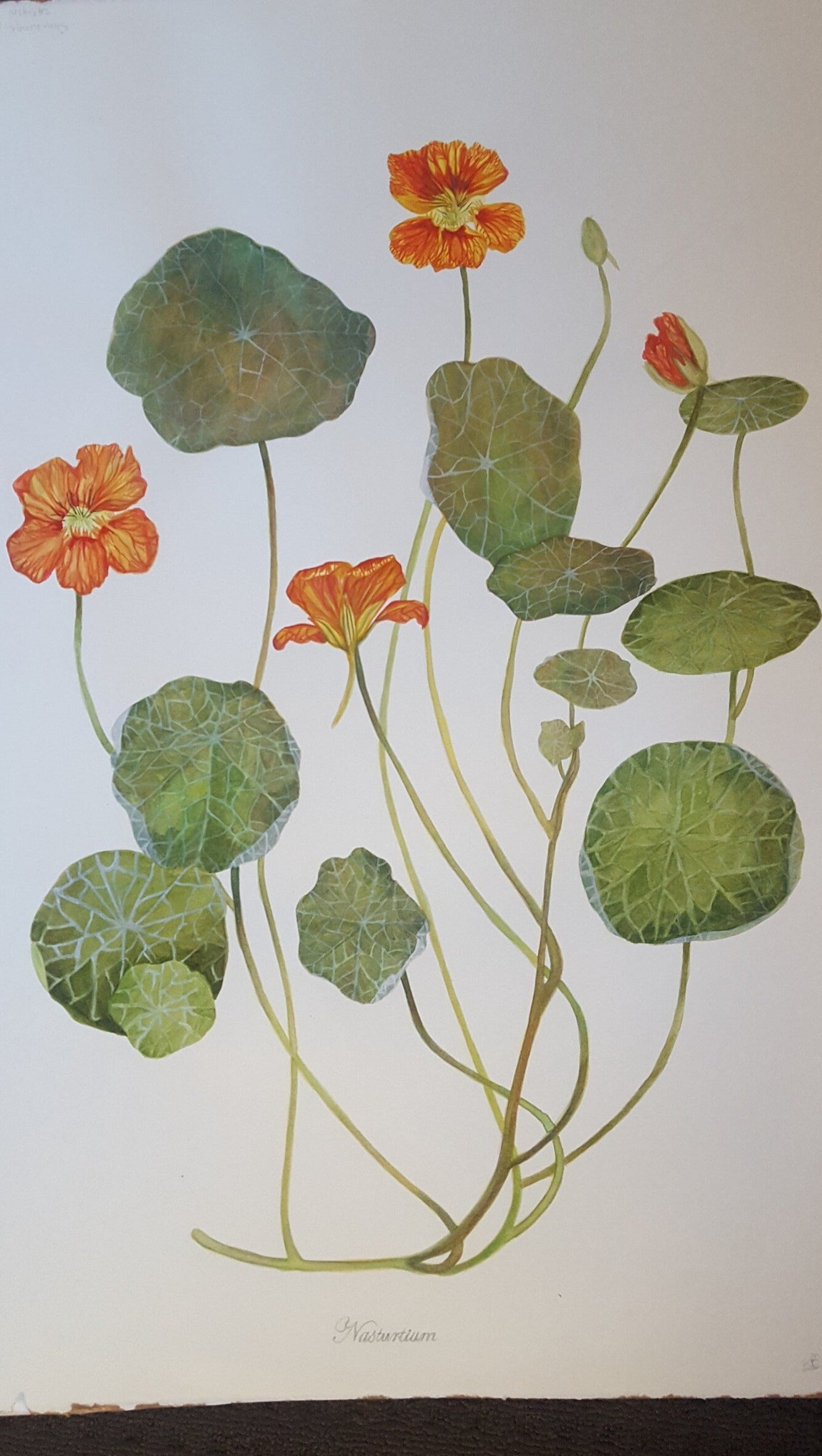 Nasturtium Flower Botanical Watercolour Study