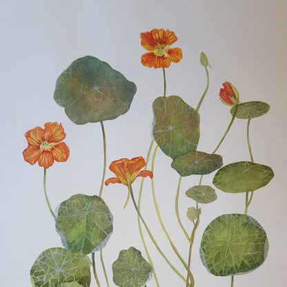 Nasturtium Flower Botanical Watercolour Study